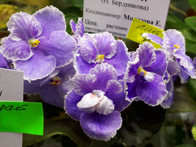 Н-Тет-а-Тет (Морозова).jpg
