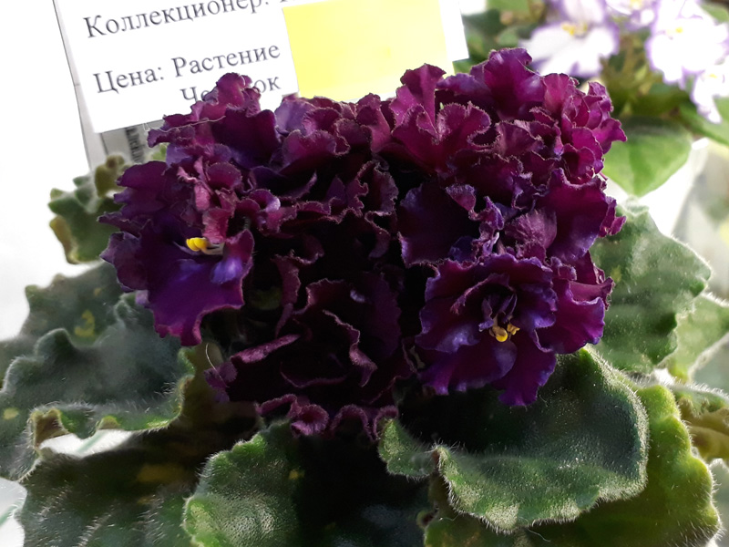 ЛЕ-Калейдоскоп (Патянина).jpg