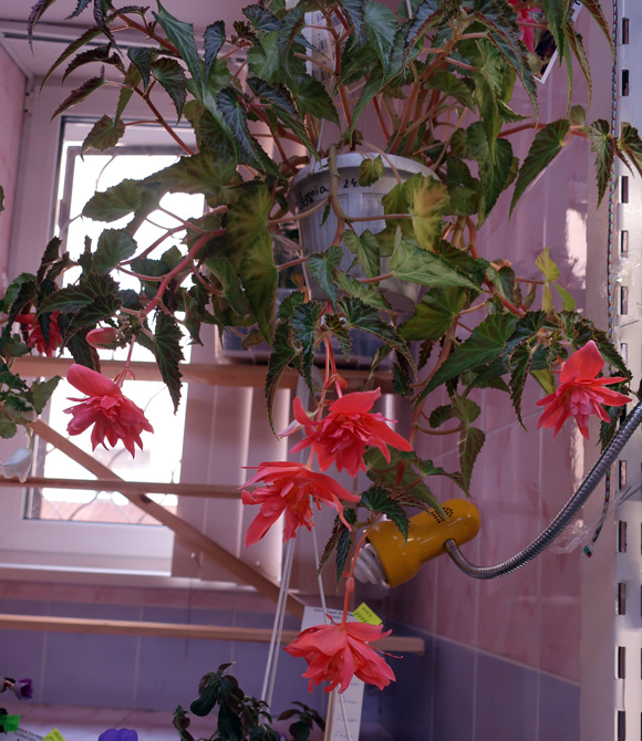 Belleconia-Rose-(Морозова).jpg