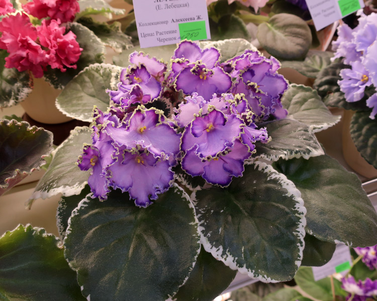 ЛЕ-Галатея-(Алексеева).jpg