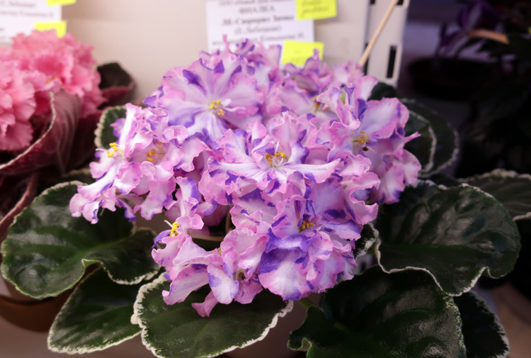 ЛЕ-Сюрприз-Зимы-(Конышева).jpg