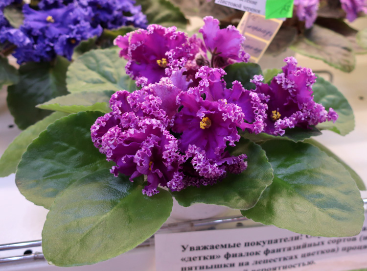 ЛЕ-Эсмеральда-(Фурлетова).jpg