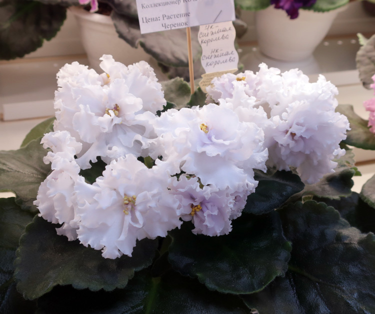 НК-Снежная Королева (Кочеткова).jpg