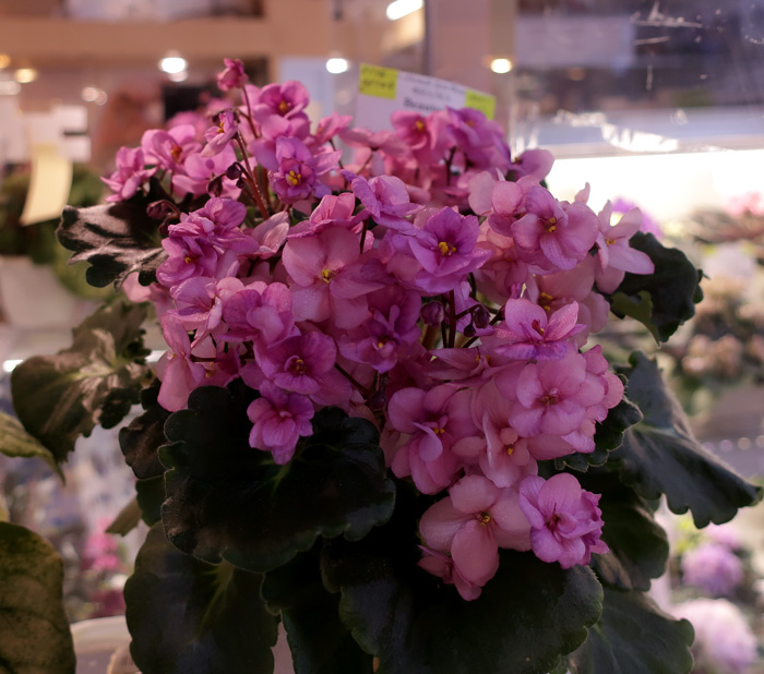 Beauteous-(Кочеткова).jpg