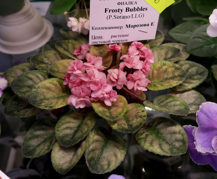 Frosty-Bubbles-(Морозова).jpg