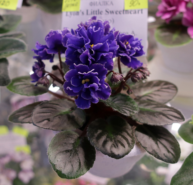 Lyon's-Little-Sweetheart-(К.jpg
