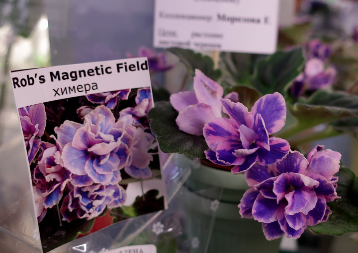 Rob's-Magnetic-Field-(Мороз.jpg