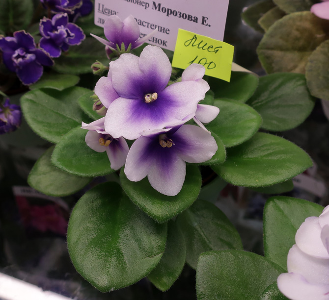 ЛЕ-Мятная-Прохлада-(Морозов.jpg