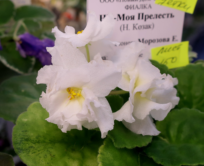 НК-Моя-Прелесть-(Морозова).jpg