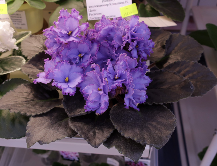 Blue-Dregon-(Конышева).jpg
