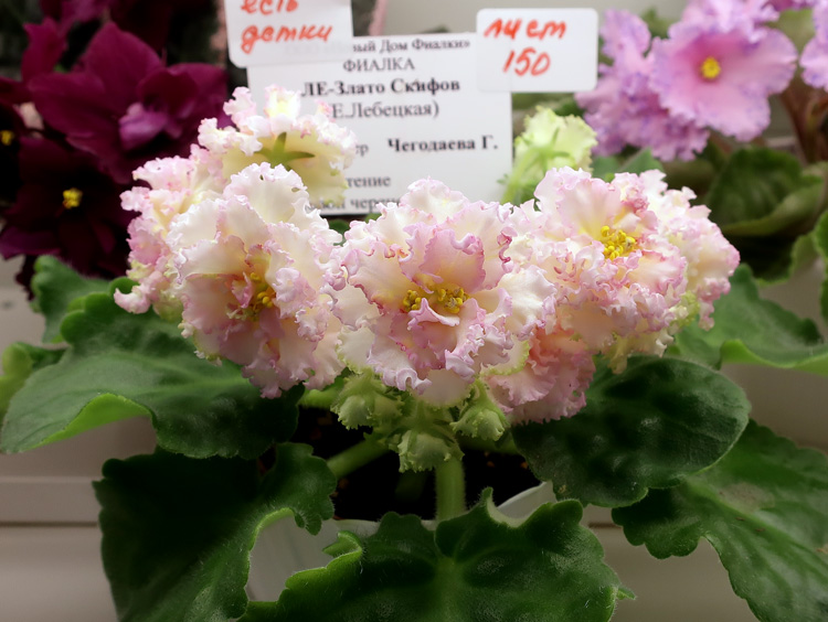 ЛЕ-Злато-Скифов-(Чегодаева).jpg