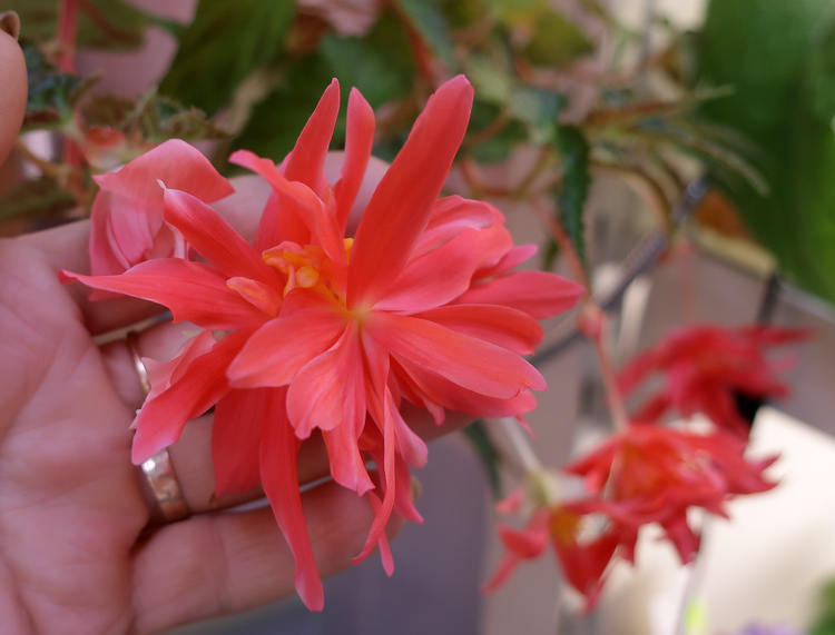 бегония-Belleconia-Rose-Мор.jpg