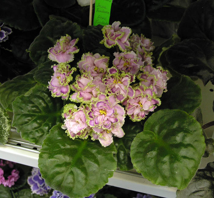 Зима Улыбается