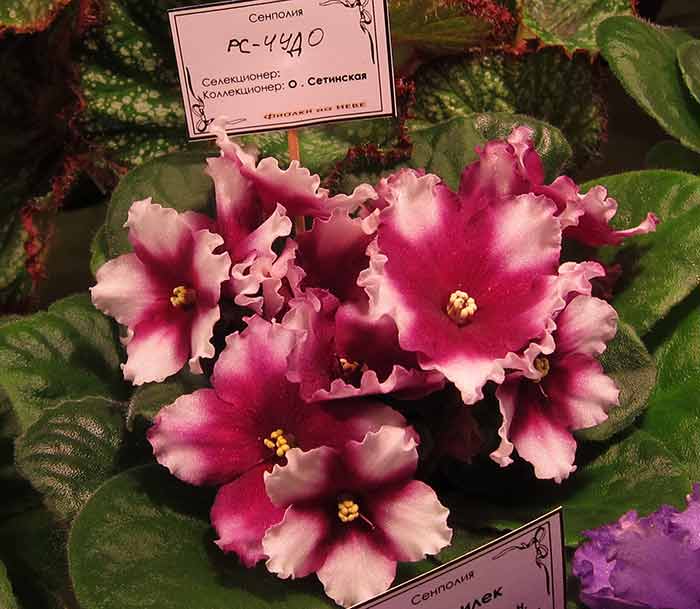 IMG_5734.JPG