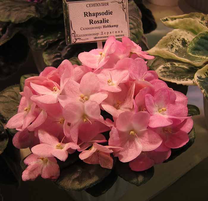 IMG_5811.JPG