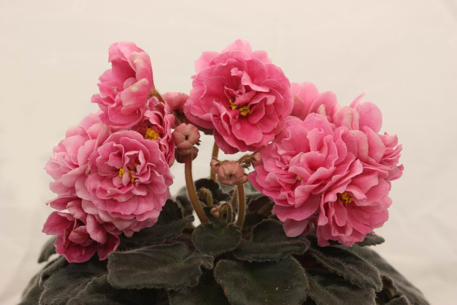 Ален-Shoking Pink.jpg