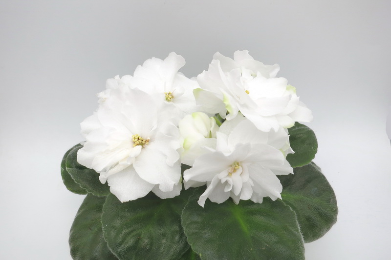 НК-Мир Вашему Дому.JPG