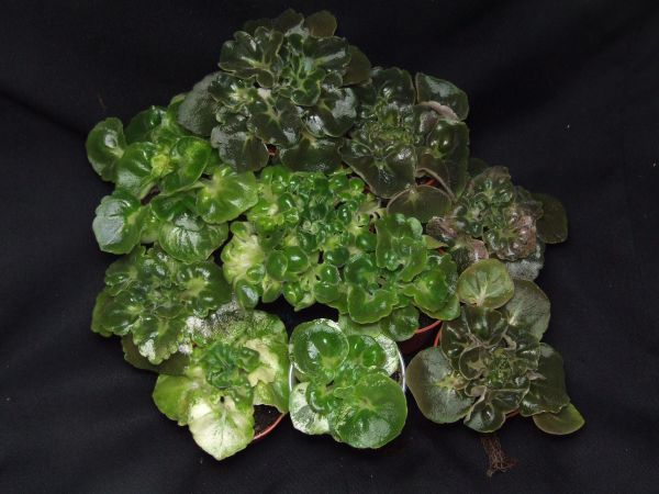 сеянцы - семья1 600.jpg