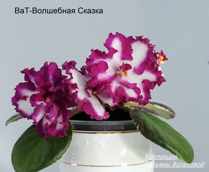 ВаТ-Волшебная Сказка  (Copy).JPG