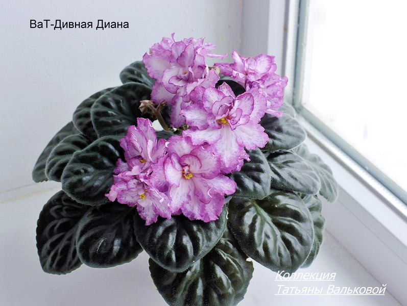 ВаТ-Дивная Диана  (Copy).JPG