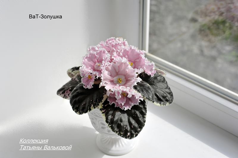 ВаТ-Золушка (Copy).JPG