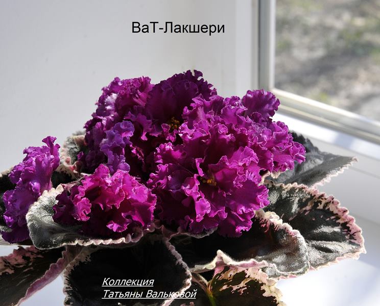 ВаТ-Лакшери  (Copy).JPG
