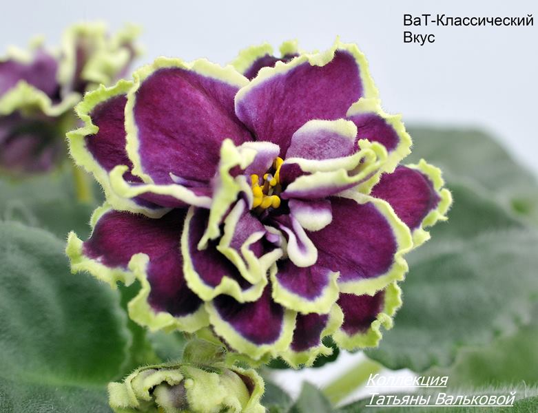 ВаТ-Классический Вкус  (Copy).JPG