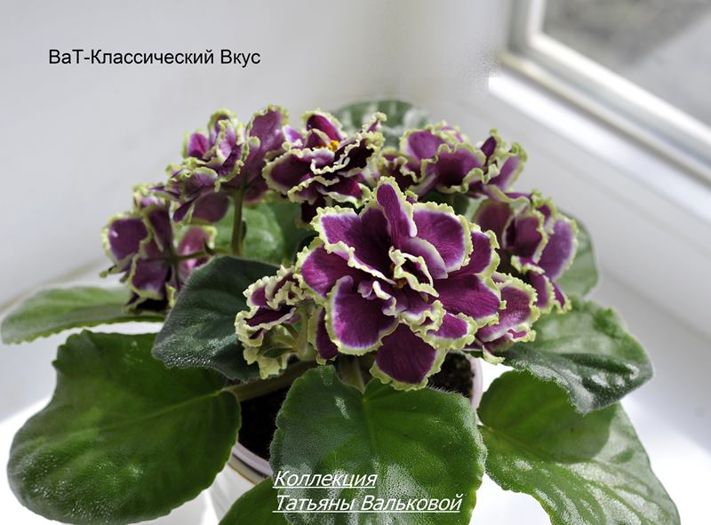 ВаТ-Классический Вкус .  (Copy).JPG