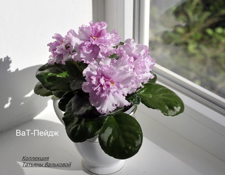 ВаТ-Пейдж (Copy).JPG