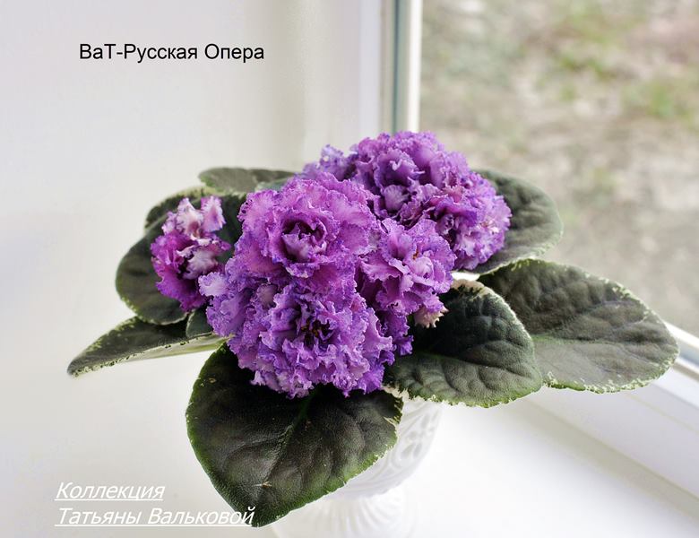 ВаТ-Русская Опера (Copy).JPG