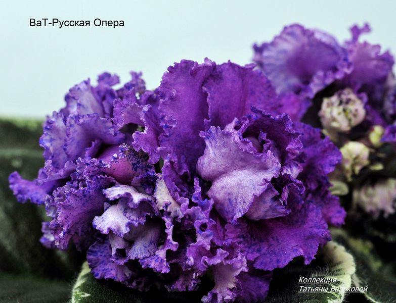 ВаТ-Русская Опера. (Copy).JPG
