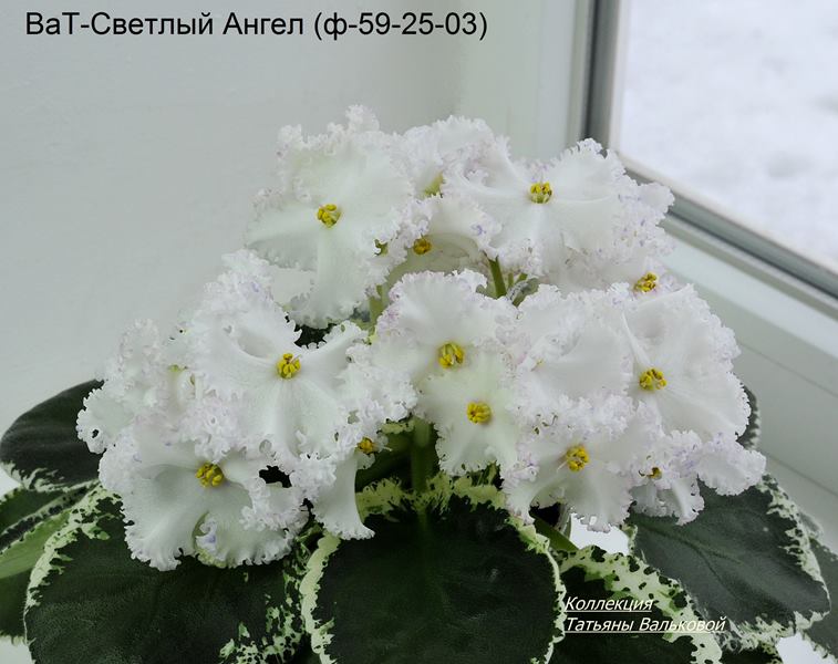 ВаТ-Светлый Ангел  (Copy).JPG