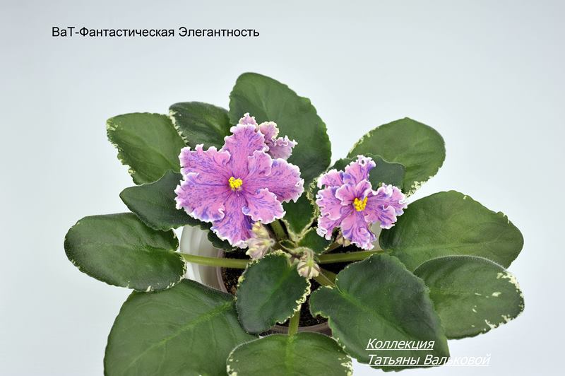 ВаТ-Фантастическая Элегантность  (Copy).JPG