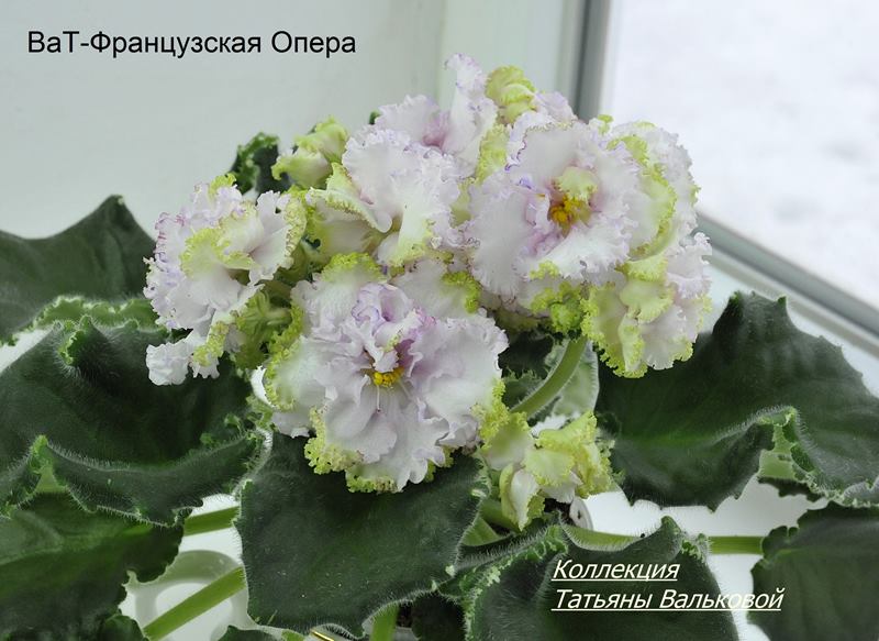 ВаТ-Французская Опера .  (Copy).JPG
