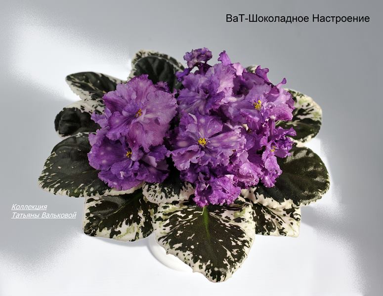 ВаТ-Шоколадное Настроение (Copy).JPG