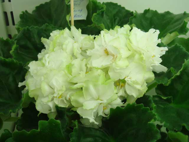 Spring-Rose.jpg
