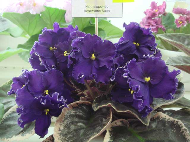 Apache-Midnight.jpg