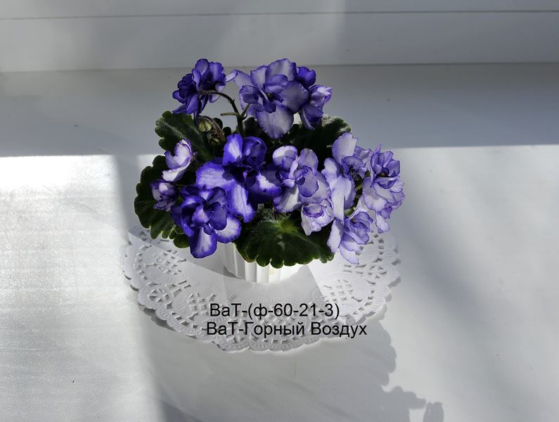 ВаТ-Горный Воздух (Copy).JPG