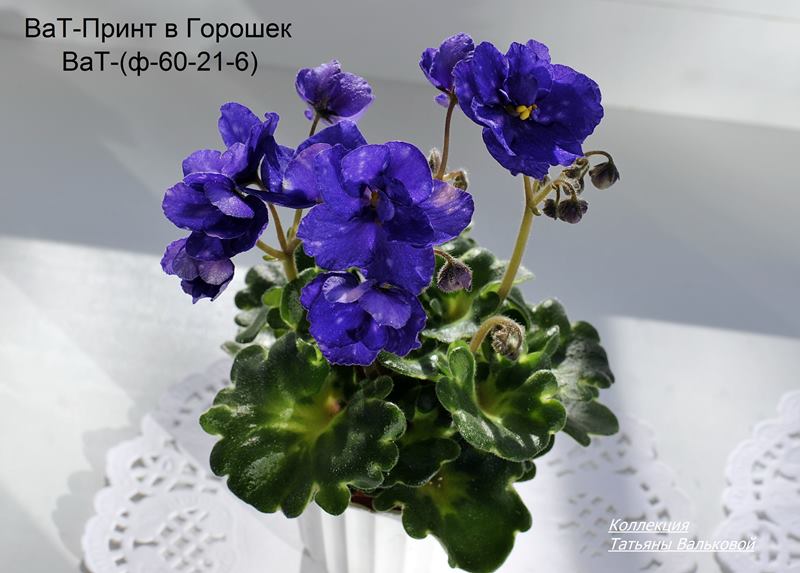 ВаТ-Прин в Горошек (Copy).JPG