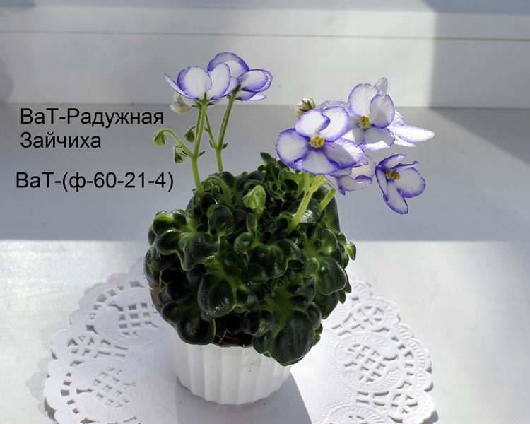 ВаТ-Радужная Зайчиха (Copy).JPG