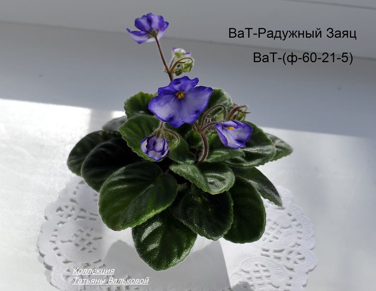 ВаТ-Радужный Заяц (Copy).JPG