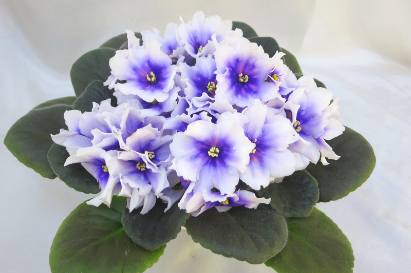 РС-Идеал  Т.Копейкина.JPG
