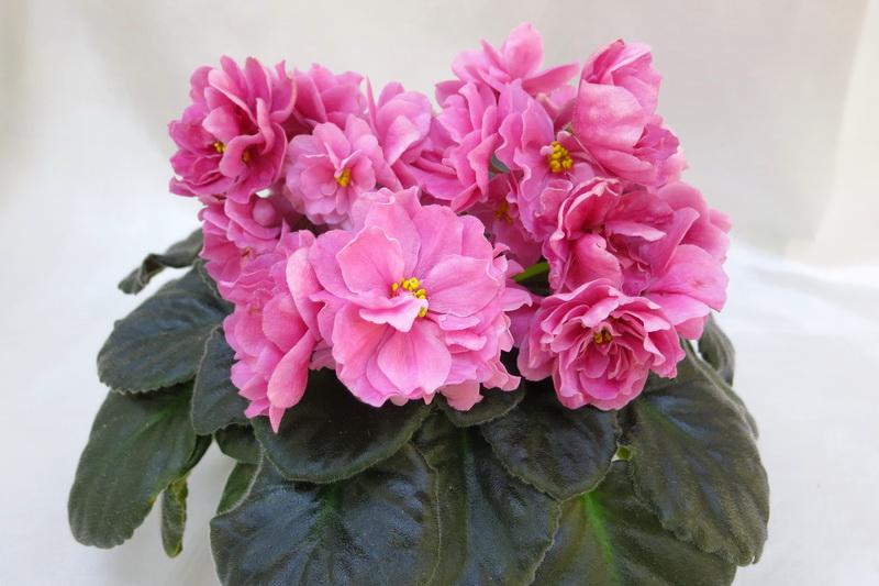 Ален-Shoking Pink  Е.Плессер.JPG