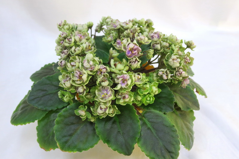 Morgan's Chutney Popcorn (C.Eros)  О.Жильчикова.JPG