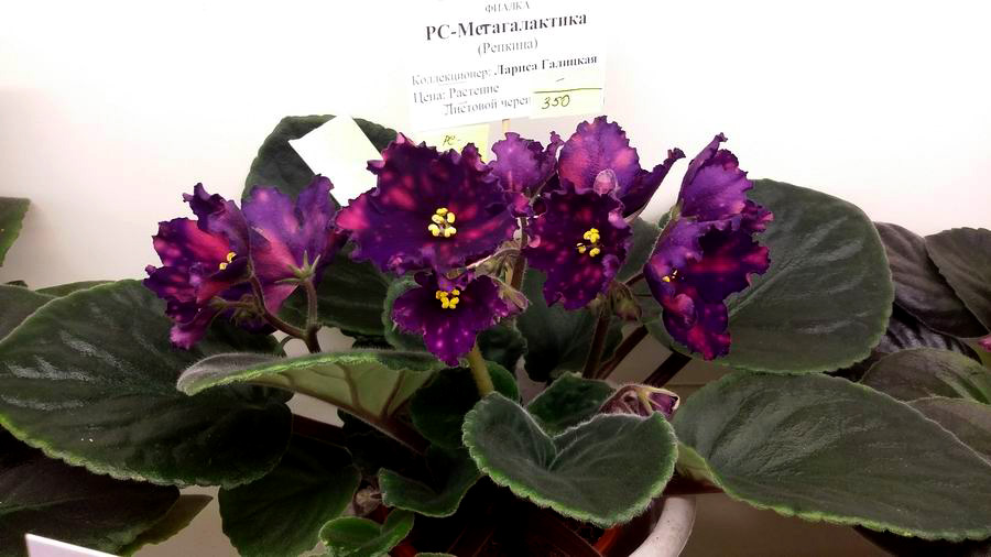 РС-Метагалактика.jpg