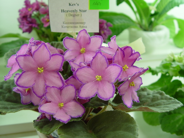 Kev's Heavenly Star (Кочеткова).jpg