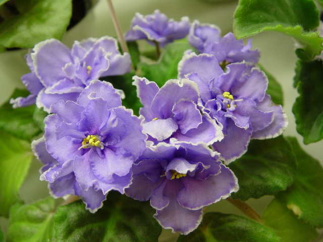 Grangler's Blue Cranberry (Лысенко).jpg