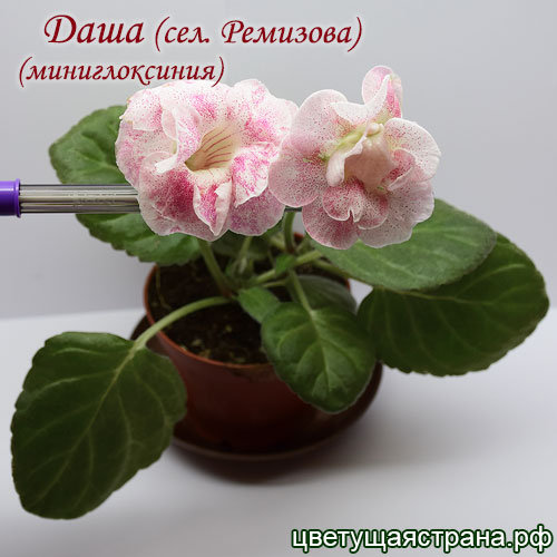 dasha.jpg
