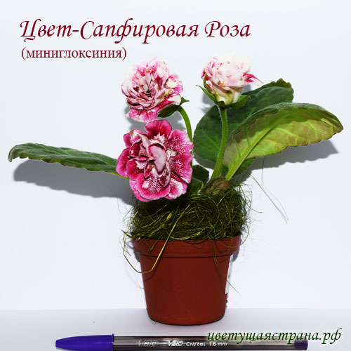 cvet-sapfirovaja-roza.jpg