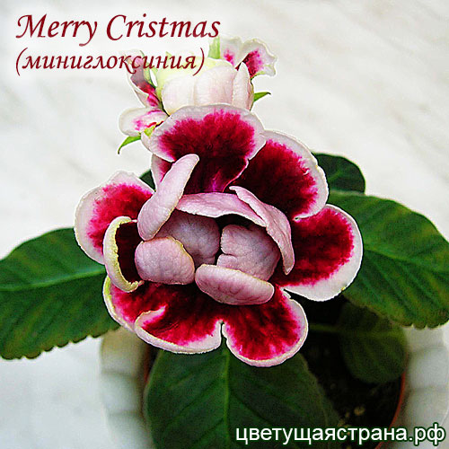 merry-cristmas1.jpg